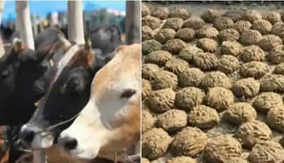 UP govt to soon start project to make CNG from cow dung, farmers to get Rs 1.5/kg: Minister