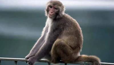 Bizzare! Monkey fled with bag containing murder evidence, Jaipur police informs court