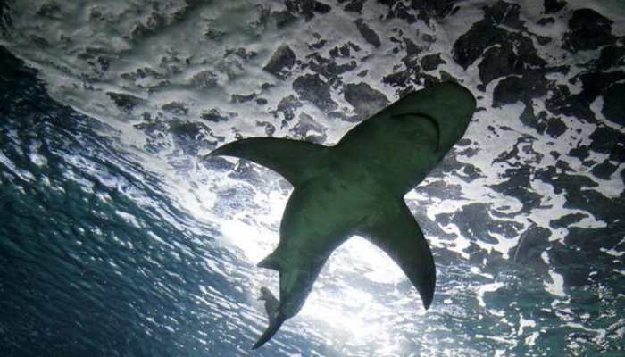 Dead shark found hanging from rafters outside school in US
