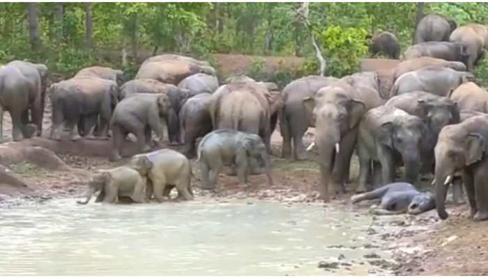 Elephants beat the heat taking mud bath, IFS shares video with interesting facts- Watch