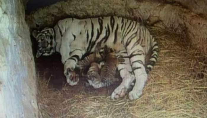 Watch: White tigress gives birth to 3 cubs at Sri Chamarajendra Zoological Gardens in Mysuru