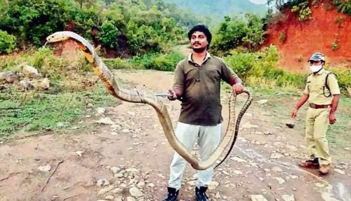 Andhra Pradesh: Snake catcher captures 13-foot-long king cobra, photo goes viral