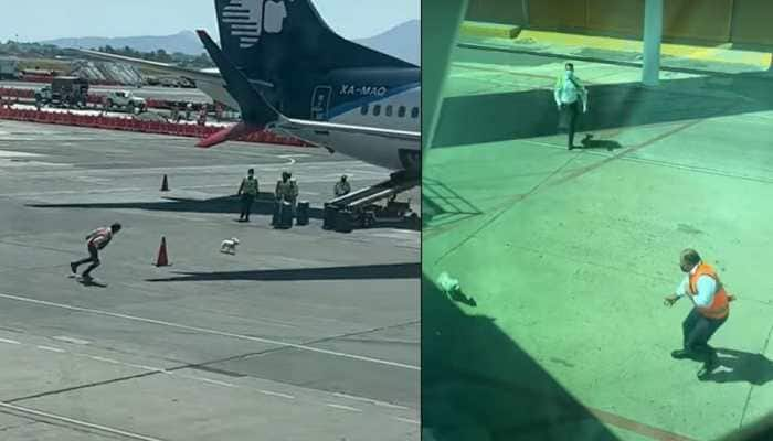 Viral Video: Dog running around a plane at Mexican Airport has got netizens concerned