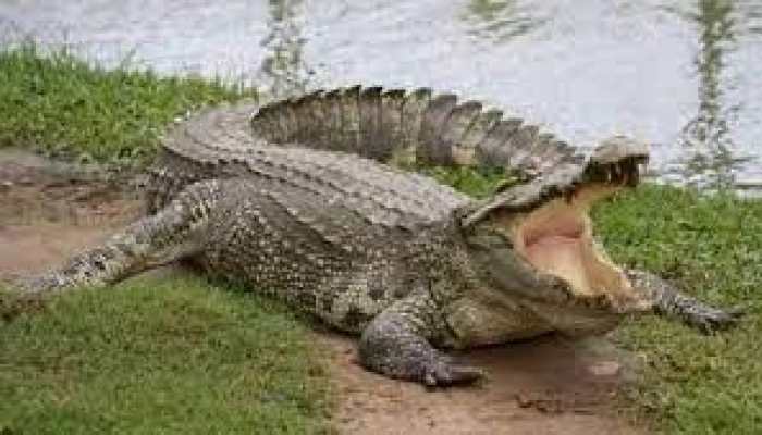 Shocking! 13-year-old girl dragged away by crocodile in Uttar Pradesh’s Etawah