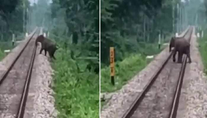 Elephant barely saved from crashing into a train, netizens praise loco pilot: WATCH 