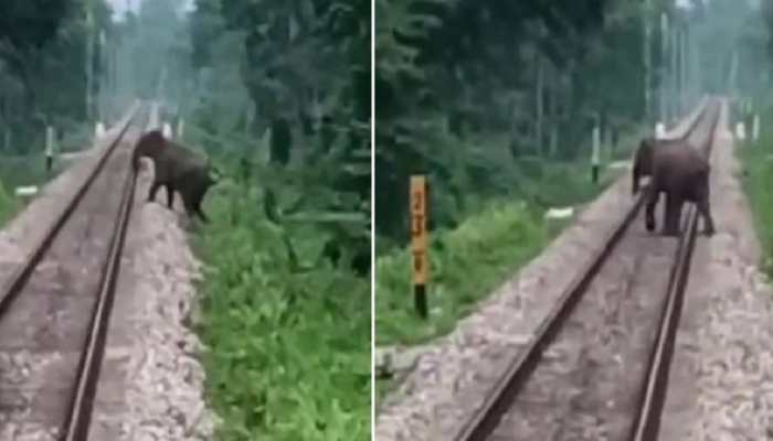 Elephant barely saved from crashing into a train, netizens praise loco pilot: WATCH 