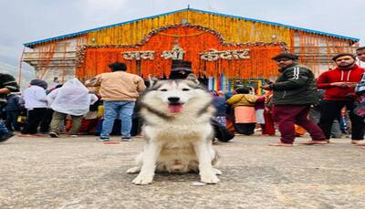 Viral Video: Noida vlogger takes pet dog to Kedarnath shrine, temple committee files FIR