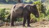 Fencing is no longer a deterrent for intelligent creatures like Elephants