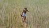 Centre promises Rs 1.10 lakh crore in subsidy to protect farmers from fertiliser price hike
