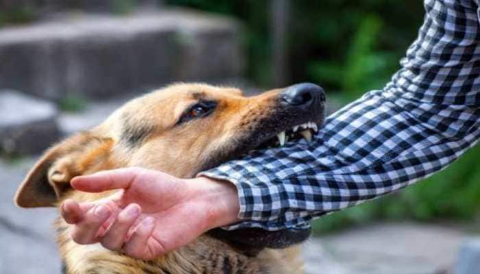 Gurugram: Rs 3.8 lakh fine imposed on housing society management over dog bite incident