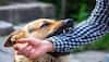 Gurugram: Rs 3.8 lakh fine imposed on housing society management over dog bite incident