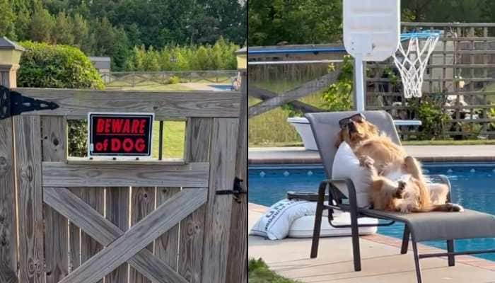 &#039;Beware of dog&#039;: Viral video of golden retriever chilling near the pool leaves internet in splits - Watch 