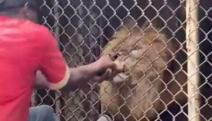 Lion bites off man&#039;s finger at zoo, horrifying footage goes viral - WATCH