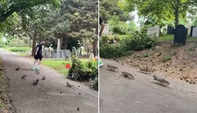Viral: Man enjoys jog with a group of cute squirrels, netizens gush over adorable video!