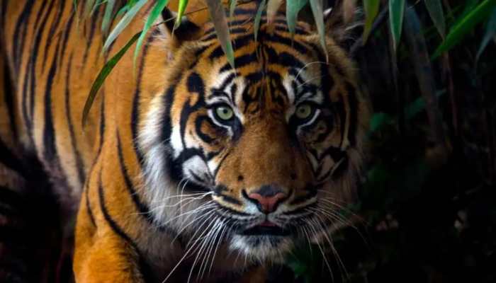 Today's best video is 4 newborn tiger cubs following mama tiger in MP's Pench