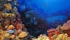 Coral reefs may have key to cancer cure: Study 