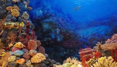 Coral reefs may have key to cancer cure: Study 