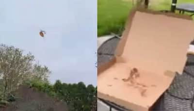 Viral Video: Seagull flies away with woman’s pizza, leaves internet in splits - WATCH 