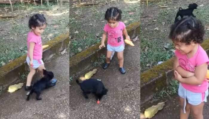 Viral video of a puppy distracting and stealing candy from little girl is too cute to miss - WATCH