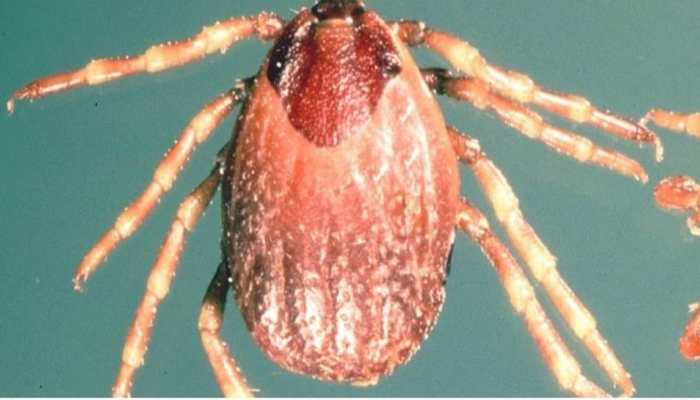 Rare VIRAL Fever kills 19; Symptoms include bleeding from nose, death in 2 weeks