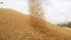 Why Turkey rejected Indian Durum wheat? Centre to investigate reasons