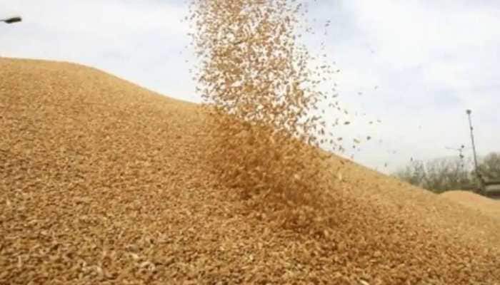 Why Turkey rejected Indian Durum wheat? Centre to investigate reasons