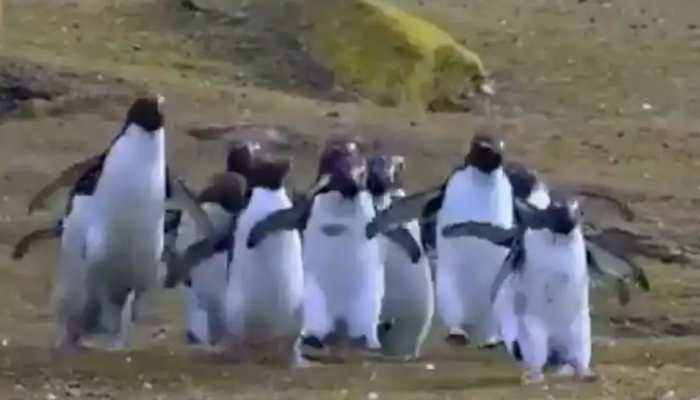 Viral video of penguins chasing a butterfly will melt your heart, leaves  internet in awe - WATCH | India News | Zee News