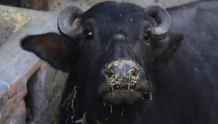 UP police testing DNA of this buffalo, reason will leave you in splits |  India News | Zee News