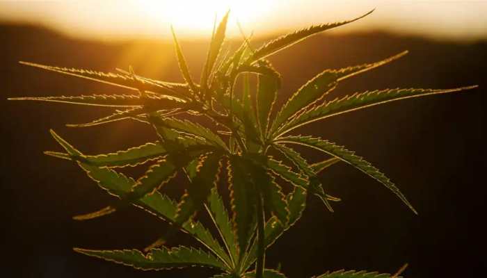 Noida News: 130 kg cannabis seized, 2 arrested after major 560 kg drug haul Noida News: 130 kg cannabis seized, 2 arrested after major 560 kg drug haul