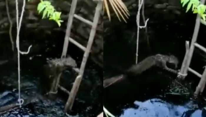 Leopard rescued from well in Odisha&#039;s Sambalpur using wooden ladder— Watch