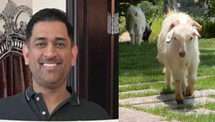 &#039;GOAT&#039; MS Dhoni brings goats to his house, Sakshi Dhoni shares video - WATCH