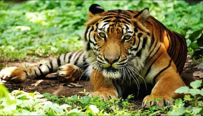 Maharashtra: Tiger kills man in forest area in presence of his mother, wife