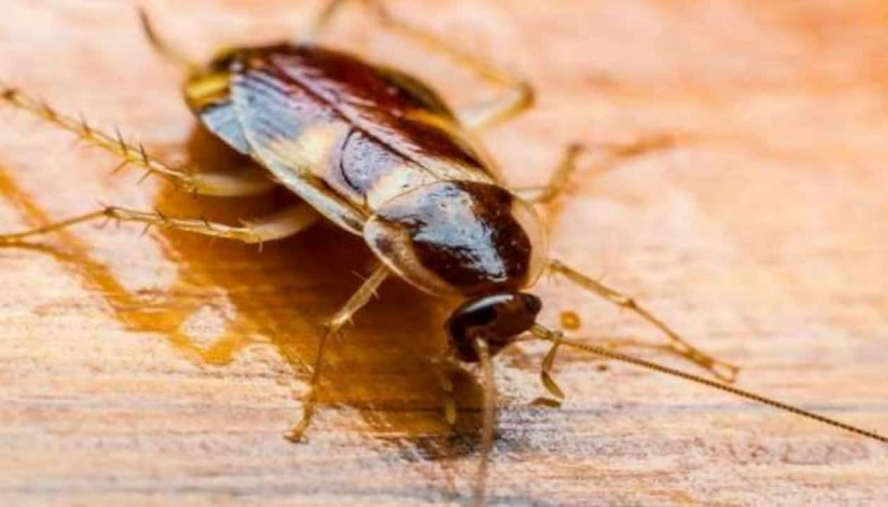 Company pays Rs 1.5 lakh to release cockroaches into your house ...