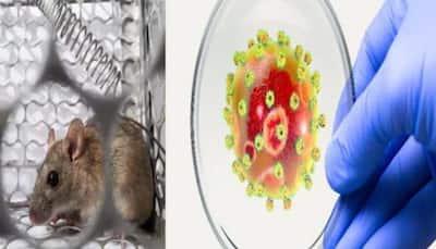 Lassa fever death toll reaches 155 in Nigeria; fatality rate lower than 2021