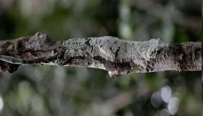 Viral optical Illusion: Can you find lizard in this picture of a branch within 60 Seconds? Try it!