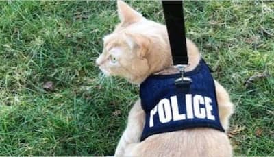 Hillarious! Police in BIG danger, seeks help from Cat- Force to get rid of DEADLY...