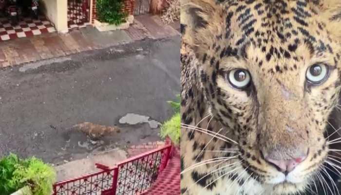 Leopard spotted in residential area in Maharashtra’s Nashik