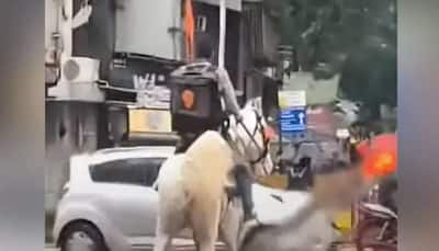 Swiggy delivery boy rides a horse to deliver food amidst heavy rainfall in Mumbai, Internet is awed --Watch Video