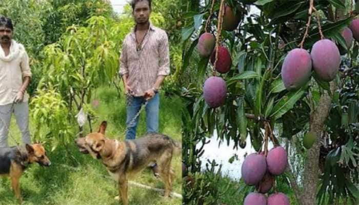 Here is how Madhya Pradesh farmer protects world&#039;s most expensive mangoes worth Rs 2.7 lakh per kg