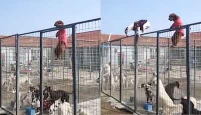 Viral video: Poodle climbs its way out of a cage, inspires other dogs to do the same - Watch
