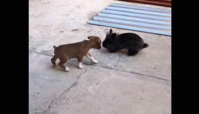 Viral alert: Puppy imitates bunny, video wins hearts on Internet - Watch
