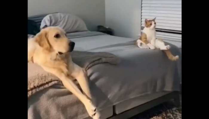 Viral Video: Cat and Dog having an amazing movie time -Watch now 