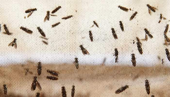 Around 100 students at Sikkim college come in contact with Nairobi flies, suffer severe skin infections