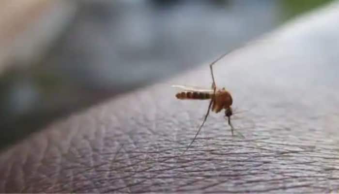 ICRM develops special method to control Dengue, Chikungunya, check details