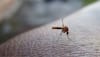 ICRM-VCRC develops special method to control Dengue, Chikungunya, check details