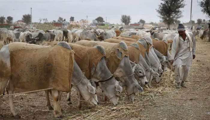 Do not sacrifice cattle on Bakrid OTHERWISE..., warns Karnataka Minister
