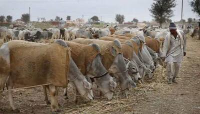Eid-ul-Azha 2022: Do not sacrifice cattle on Bakrid OTHERWISE..., warns Karnataka Minister