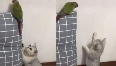 Viral video of cat getting caught while trying to catch bird leaves netizens in splits - Watch