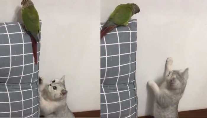 Viral video of cat getting caught while trying to catch bird leaves netizens in splits - Watch Viral video of cat getting caught while trying to catch bird leaves netizens in splits - Watch