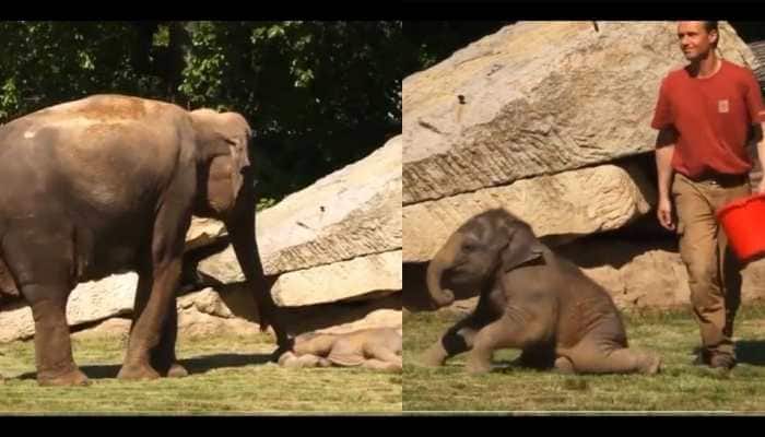 Viral Video: Mother elephant asks zookeepers for help to wake her sleeping baby, watch adorable clip here